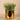 Plants-Artificial Potted Sprout Succulent-Bloomr