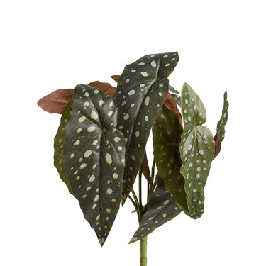 Plants-Begonia Maculata-Bloomr