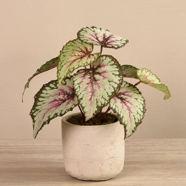 Plants-Artificial Begonia in Cement Pot-Bloomr