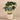 Plants-Artificial Anthurium Plant in Cement Pot-Bloomr