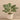Plants-Preperomia Plant in Cement Pot-Bloomr