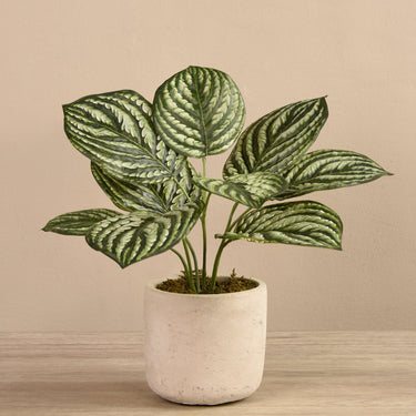Plants-Preperomia Plant in Cement Pot-Bloomr