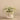 Plants-Tillandsia in Cement Pot-Bloomr