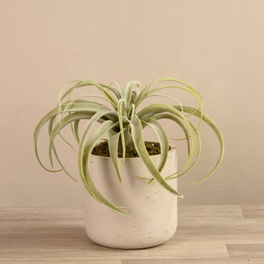Plants-Tillandsia in Cement Pot-Bloomr