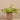 Plants-Vanilla Leaf in Cement Pot-Bloomr