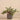 Plants-Artificial Vanilla Leaf in Cement Pot-Bloomr