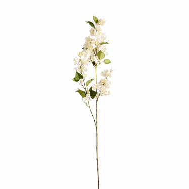 Plants-Bougainvillea-Bloomr