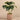 Plants-Artificial Anthurium Plant in Cement Pot-Bloomr