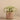 Plants-Tillandsia in Cement Pot-Bloomr