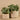 Plants-Artificial Eucalyptus In Cement Pot-Bloomr