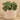 Plants-Artificial Eucalyptus In Cement Pot-Bloomr