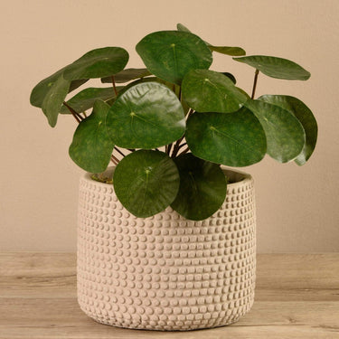 Plants-Artificial Potted Pancake Plant-Bloomr