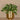 Plants-Artificial Potted Peperomia-Bloomr