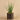 Plants-Potted Aloe-Bloomr