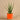 Plants-Potted Aloe-Bloomr