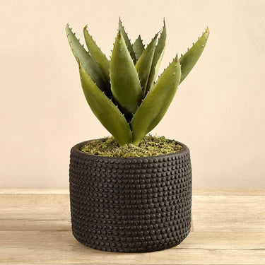 Plants-Potted Aloe-Bloomr