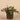 Plants-Artificial Potted Dark Vanilla Leaf Plant-Bloomr