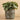 Plants-Artificial Potted Eucalyptus (Discontinued)-Bloomr
