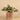 Plants-Potted Fittonia-Bloomr