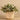 Plants-Artificial Potted Fittonia-Bloomr
