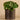 Plants-Artificial Potted Pancake Plant-Bloomr
