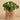 Plants-Potted Pancake (Discontinued)-Bloomr