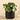 Plants-Potted Pancake-Bloomr