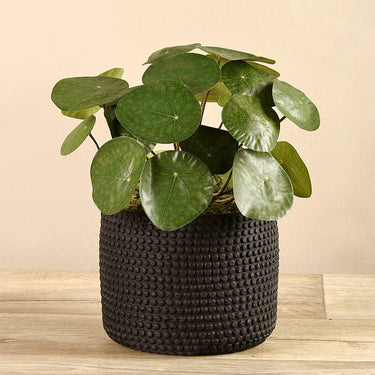 Plants-Potted Pancake-Bloomr