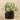 Plants-Potted Silver Fall-Bloomr