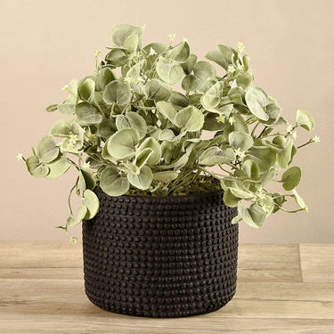 Plants-Potted Silver Fall-Bloomr