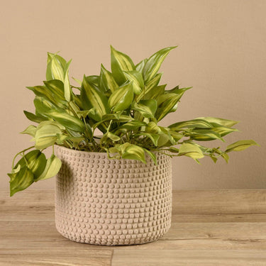 Plants-Potted Vanilla Leaf-Bloomr