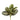 Plants-Maranta-Bloomr