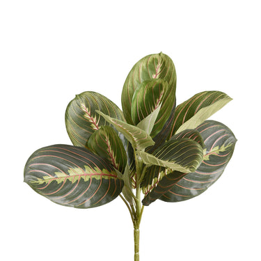 Plants-Maranta-Bloomr