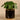 Plants-Artificial Pancake Plant in Black Pot-Bloomr