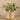 Plants-Potted Silver Fall-Bloomr