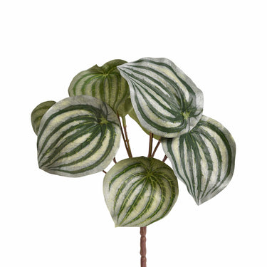 Plants-Peperomia-Bloomr