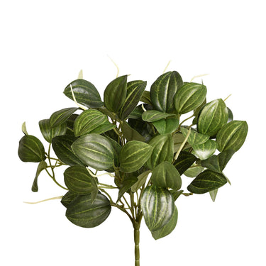 Plants-Peperomia-Bloomr