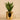 Plants-Potted Agave-Bloomr
