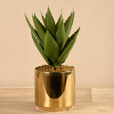 Plants-Potted Agave-Bloomr