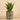Plants-Potted Agave (Discontinued)-Bloomr