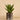 Plants-Potted Agave-Bloomr