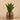 Plants-Potted Agave-Bloomr