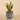 Plants-Potted Aloe-Bloomr