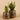 Plants-Potted Aloe-Bloomr