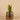 Plants-Potted Aloe-Bloomr