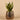 Plants-Potted Aloe-Bloomr