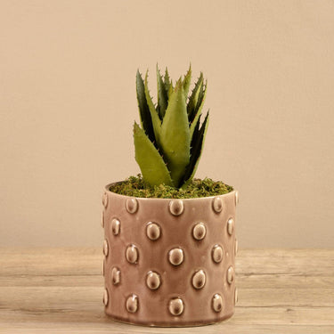 Plants-Potted Aloe (Discontinued)-Bloomr