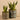 Plants-Potted Aloe (Discontinued)-Bloomr