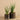 Plants-Potted Aloe-Bloomr