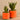 Plants-Potted Aloe-Bloomr